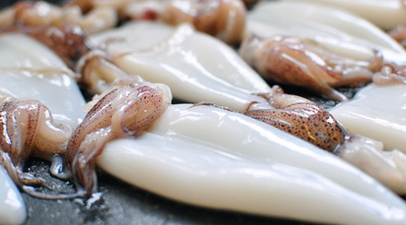 Squid