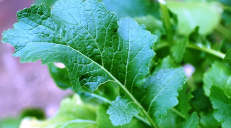 Turnip Greens