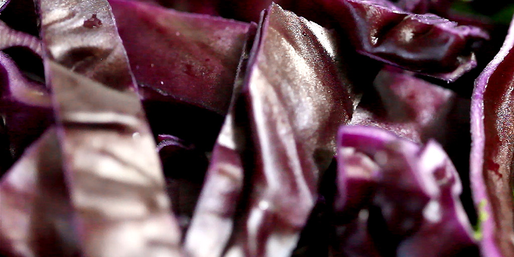 red cabbage nutrition