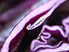 red cabbage